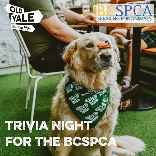 Trivia for the BCSPCA @ Old Yale Abbotsford